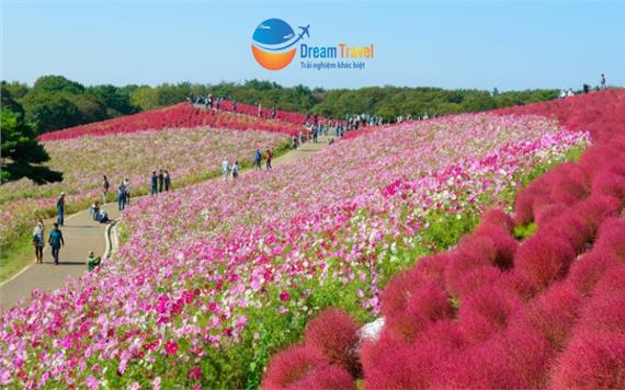[HCM] Tour Nhật Bản Mùa Thu 2025: Tokyo - Phú Sĩ - Cỏ Kochia